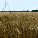 image of the good ingredients page at bretzel.ca