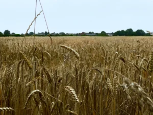 image of the good ingredients page at bretzel.ca